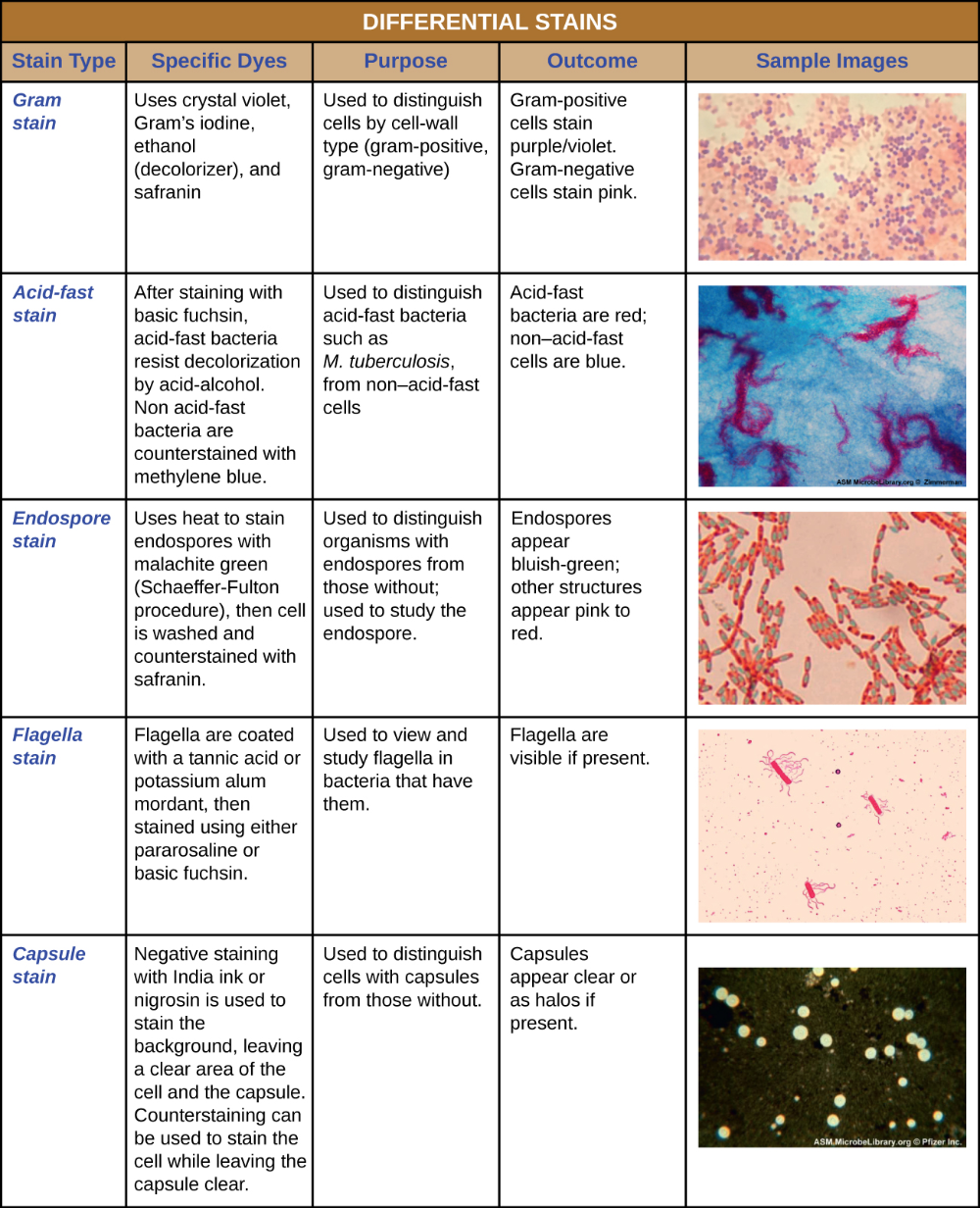 2 3 Staining Microscopic Specimens Microbiology 201