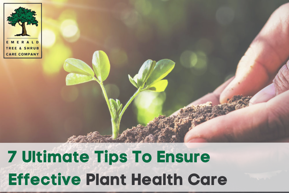 7 Ultimate Tips To Ensure Effective Plant Health Care Emerald Tree Amp Shrub Care Company