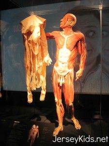 Body Worlds Pulse Why Actually Seeing Health Ills Can Motivate Better