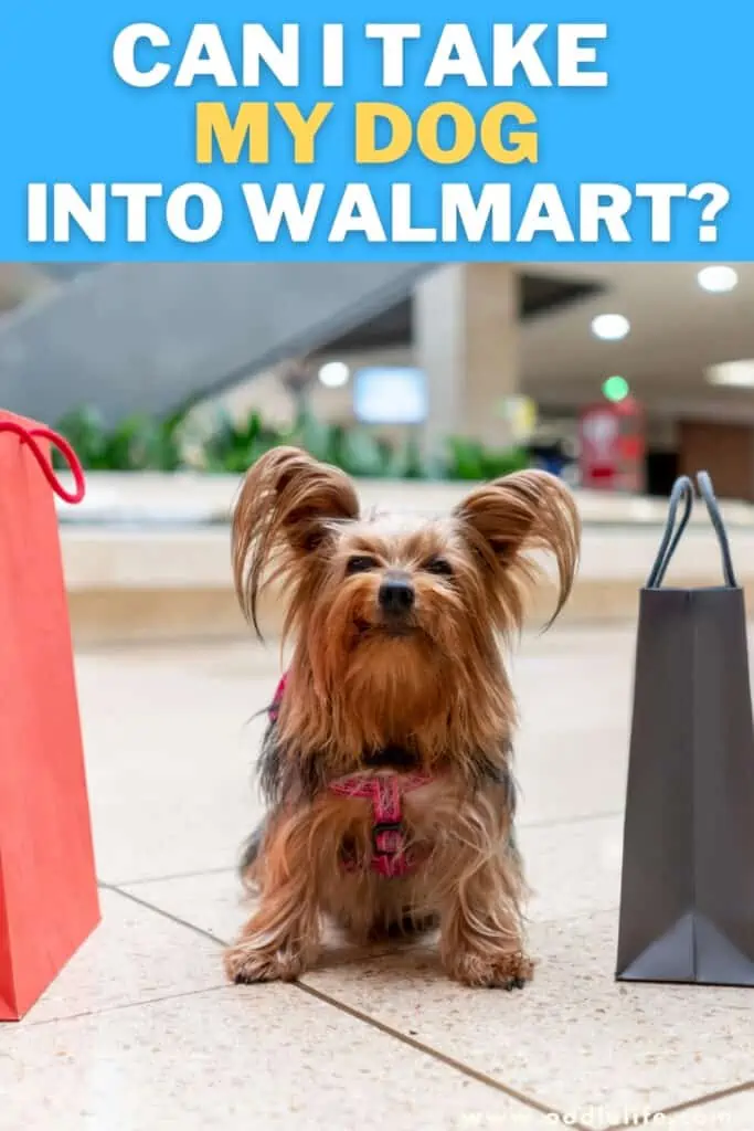 Can You Take A Dog Into Walmart