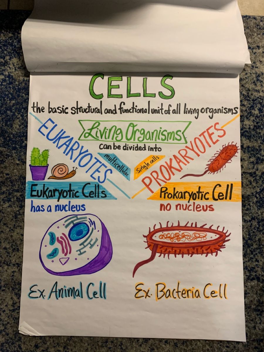 Cells Anchor Chart