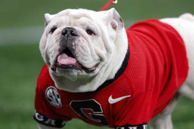 Damn Good Dawg Georgia Welcomes Uga Xi Newest Mascot