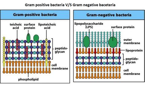 Difference Between Gram Positive And Gram Negative Cell Wall