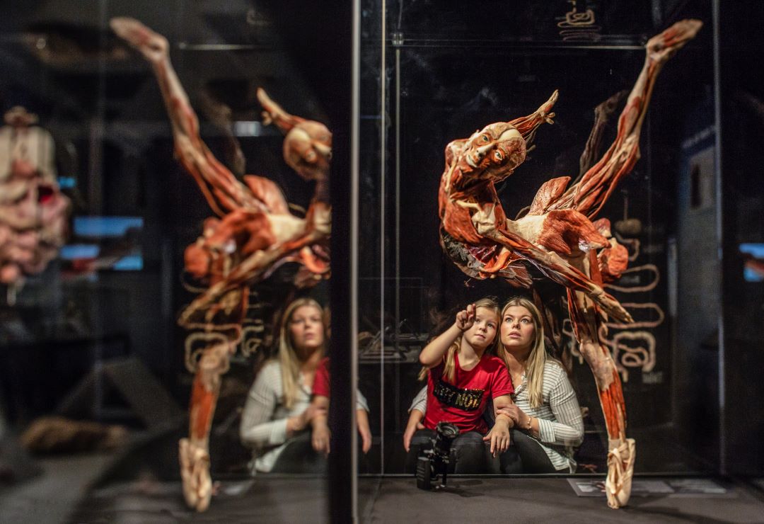 Exhibits Collections Body Worlds Rx Peoria Riverfront Museum