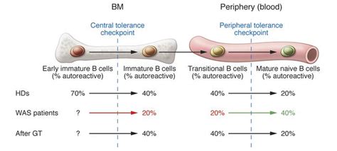 Jci The Ups And Downs Of Negative And Positive Selection Of B Cells