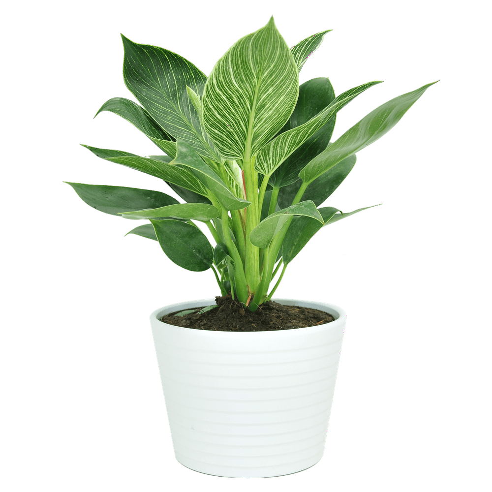 Philodendron Birkin Live Green Plant In 6 Pot Walmart Com