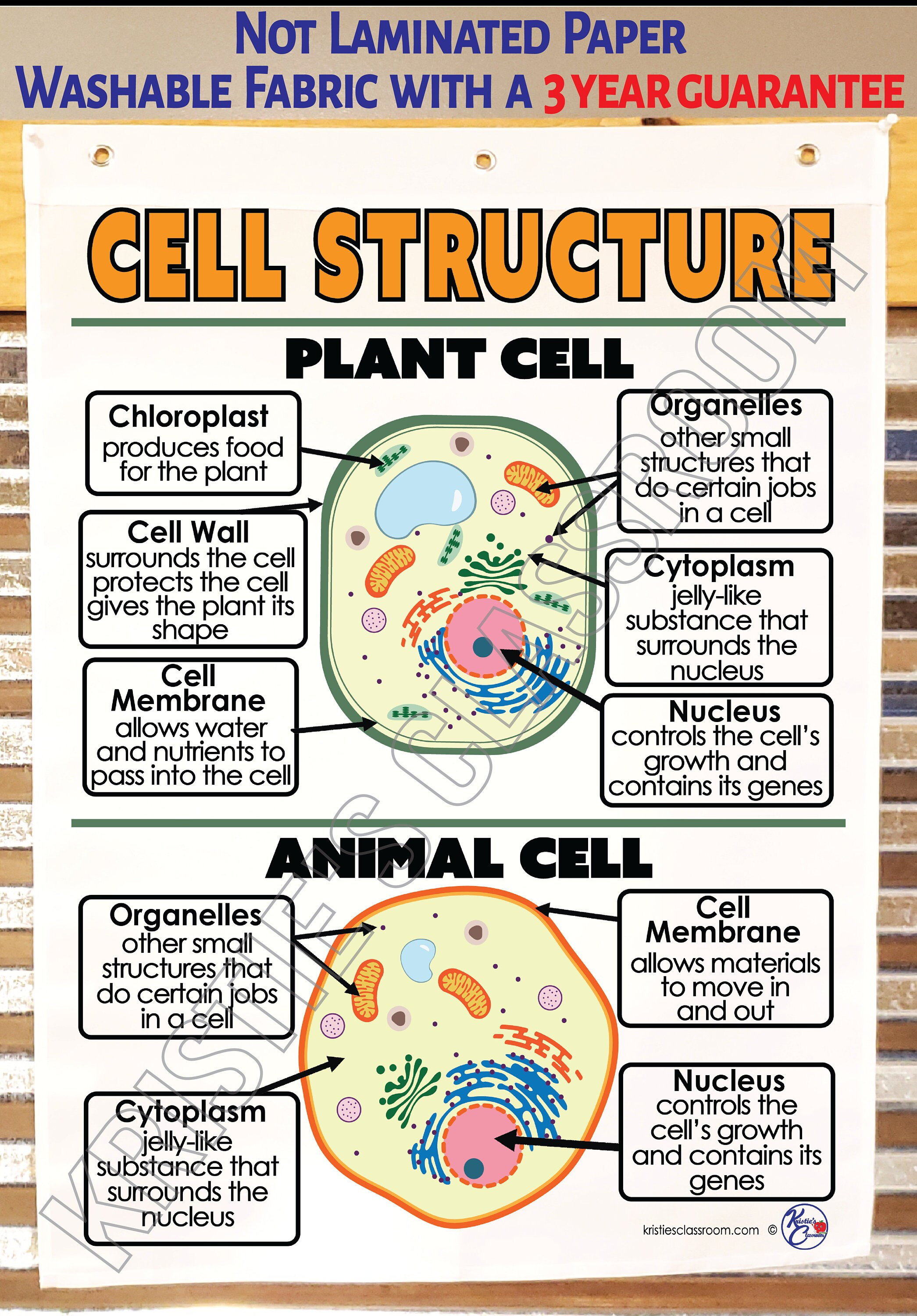 Plant Amp Animal Cell Anchor Chart By Abby Peek Tpt