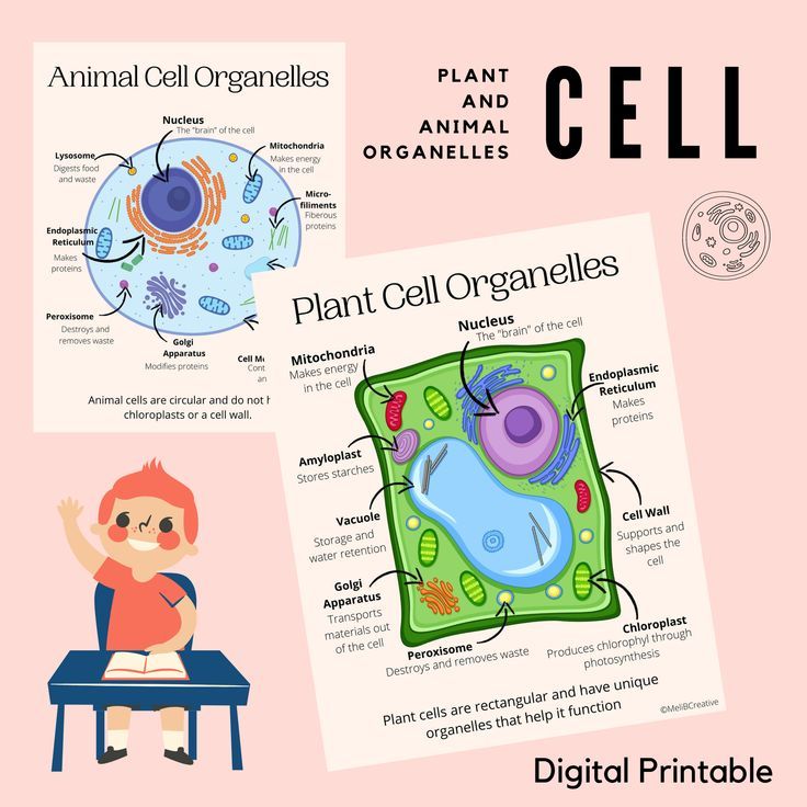 Plant And Animal Cell Organelle Classroom Posters Digital Printable