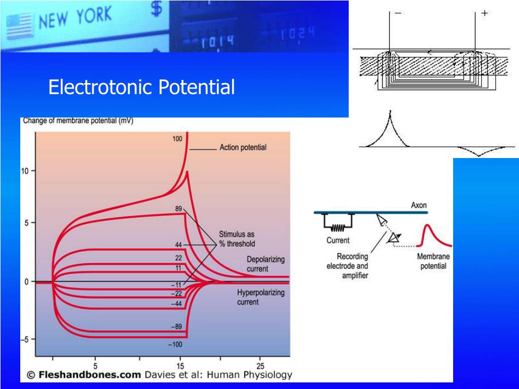 Ppt Effective Field Theory And Singular Potentials Powerpoint Presentation Id 1801095