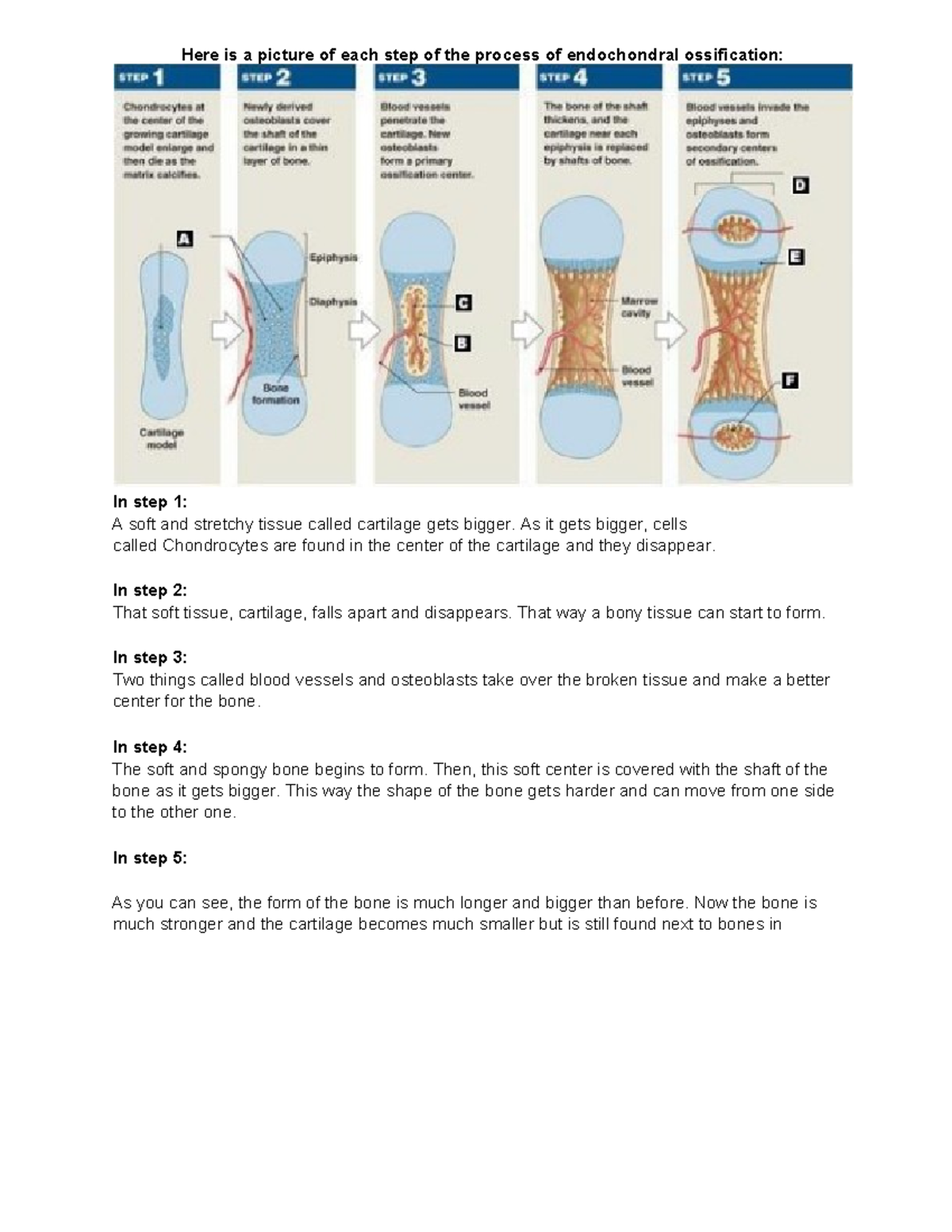 Process Of Endochondral Ossification Process Of Endochondral Ossification Endochondral Studocu