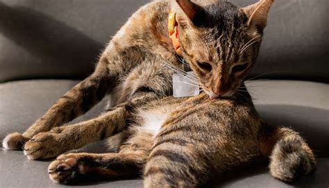 Your Itchy Scratchy Cat All About Cat Skin Problem Bravecto Blog